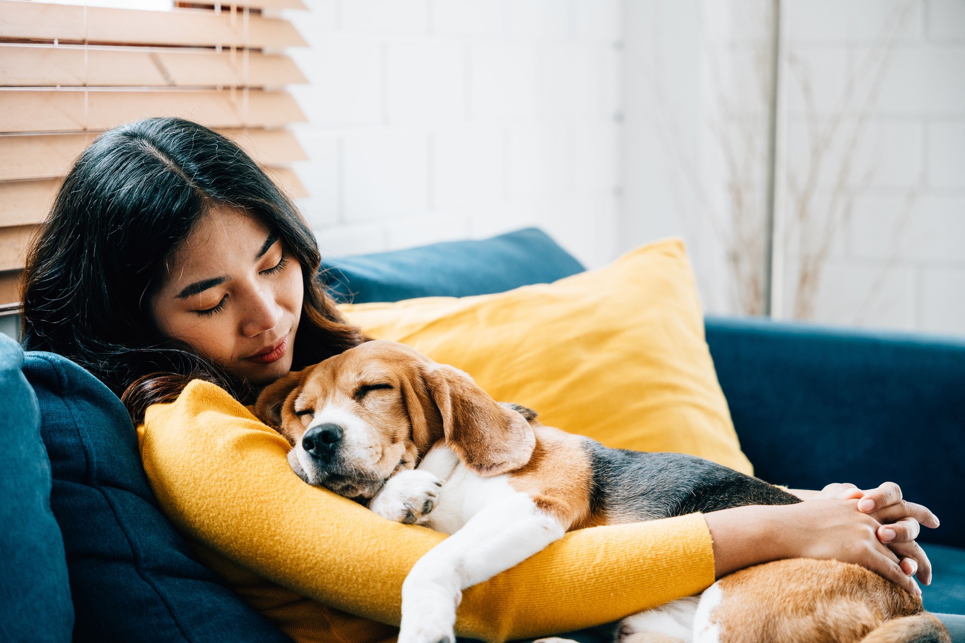 In der Bequemlichkeit ihres Zuhauses genießt eine junge asiatische Frau ein friedliches Nickerchen auf dem Sofa und teilt wertvolle Momente des Vertrauens, der Zweisamkeit und des Glücks mit ihrem geliebten Beagle-Hund. Haustierliebe